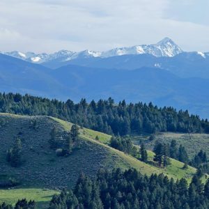 Finding common ground in our backyard national forest