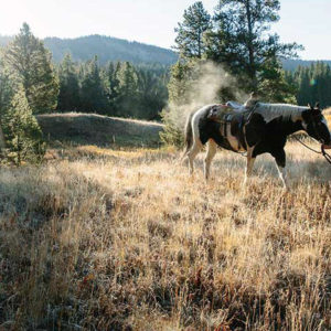 Gallatin Forest Partnership