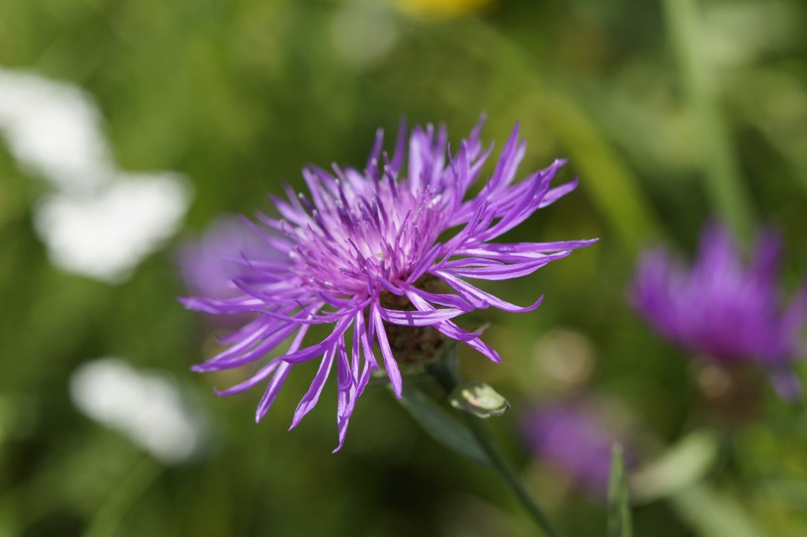 Invasive Weeds